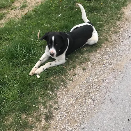 Apat Venkovský dům Sostanj