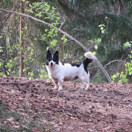 컨트리하우스 Apat *