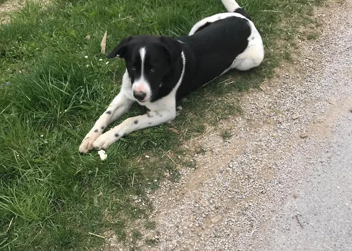 Apat Летний дом Sostanj