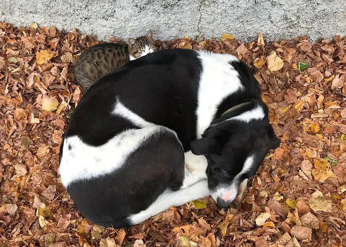 Летний дом Apat