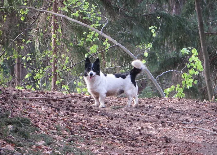 Летний дом Apat *